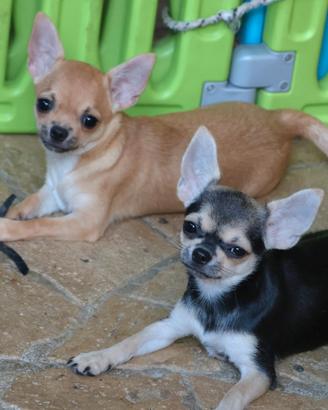 Cucciole chihuahua pedigree