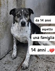 SALLY 14 ANNI taglia media