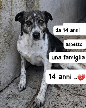 SALLY 14 ANNI taglia media