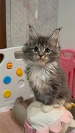 Maine Coon cuccioli con pedigree