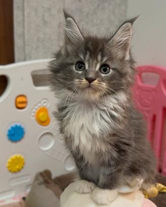 Maine Coon cuccioli con pedigree