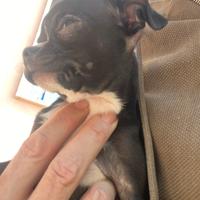 Chihuahua maschietto