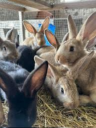 Conigli da carne o riproduzione