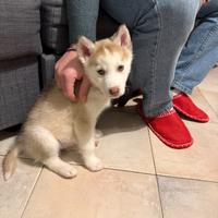 Cucciolo Husky