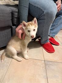 Cucciolo Husky
