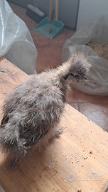 Morosete di un mese e di due mesi disponibili