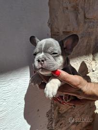 Buldog francese