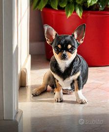 Chihuahua maschietto di 4 mesi