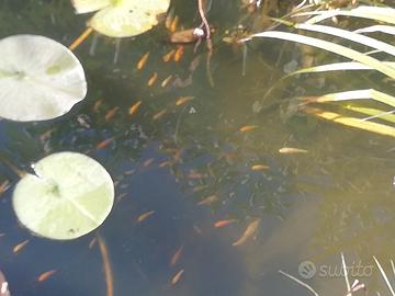 Carpe koi