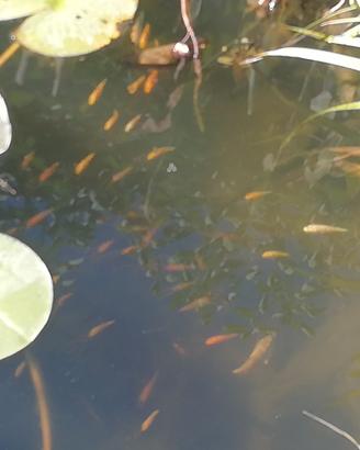 Carpe koi