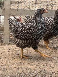 Galline