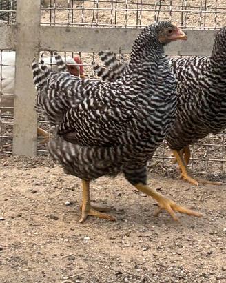 Galline