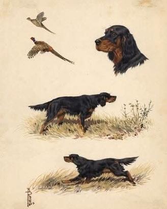 Setter gordon