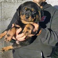 Cucciolo di rottweiler