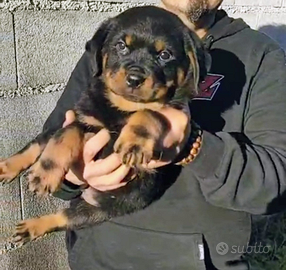 Cucciolo di rottweiler