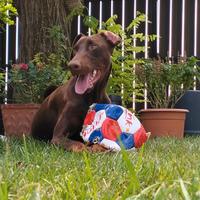 Doberman pedigree enci