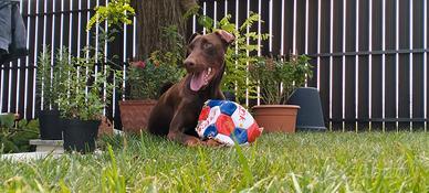 Doberman pedigree enci