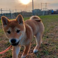 Shiba inu