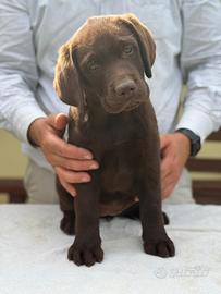Cucciola di Labrador