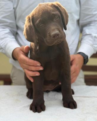 Cucciola di Labrador