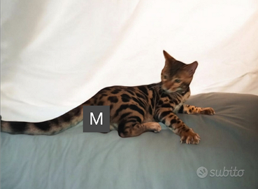 Gatto Bengala maschio
