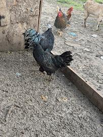 Galline cemani