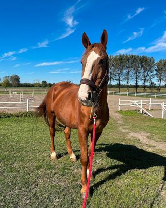 Cavallo da compagnia/passeggiata