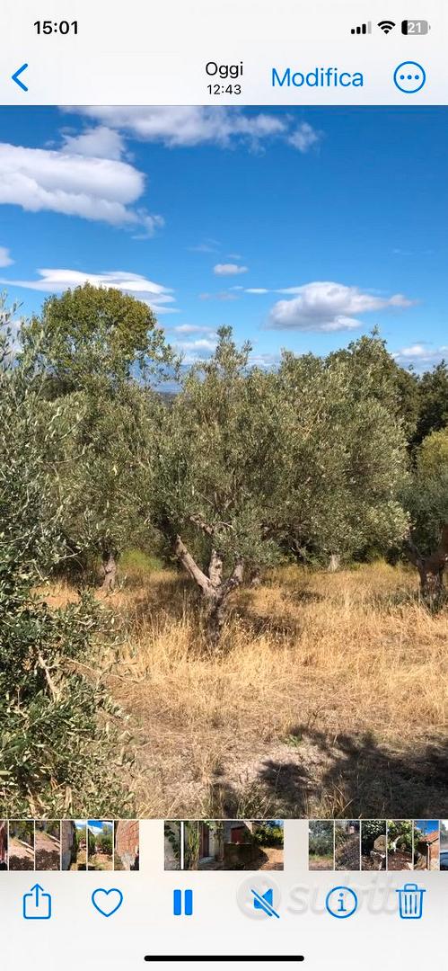 Splendida Tenuta a Lattarico - Vista 5
