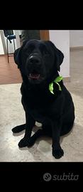 Labrador