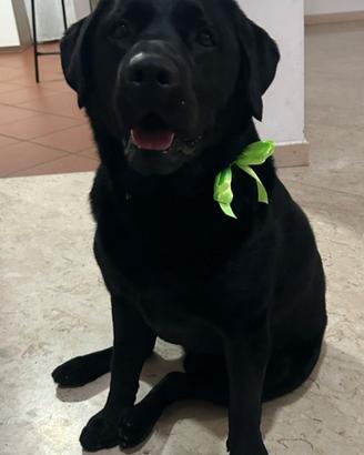 Labrador