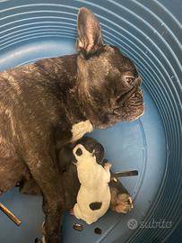 Bulldog francese cuccioli