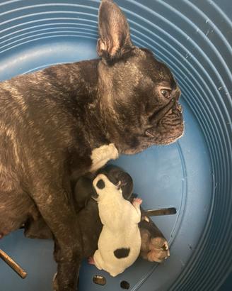 Bulldog francese cuccioli