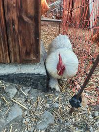 Gallo cocincina nano