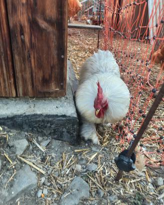Gallo cocincina nano