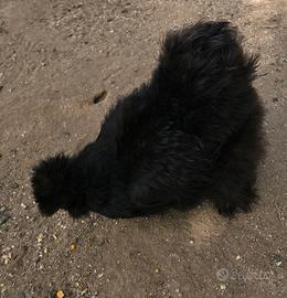 Moroseta silkie