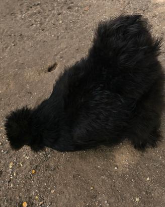 Moroseta silkie