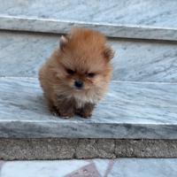 Ultimo mini pomerania
