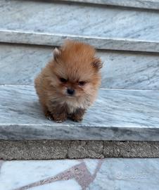 Ultimo mini pomerania