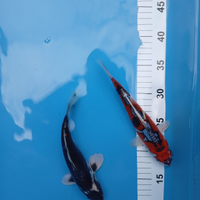 Carpa koi