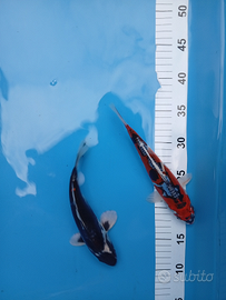 Carpa koi