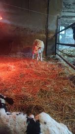 Grosso vitello frisone