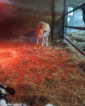 Grossi vitelli frisoni