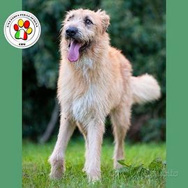 SIRIO non sono uno splendore?