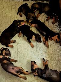 Cuccioli di segugio italiano