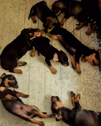 Cuccioli di segugio italiano