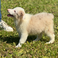 Splendidi Cuccioli di Border Collie