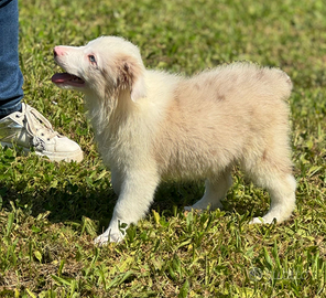 Splendidi Cuccioli di Border Collie