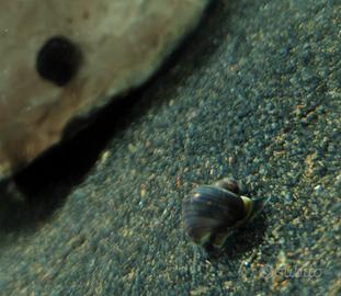 Ampullaria