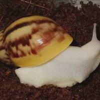 Lumache achatina fulica