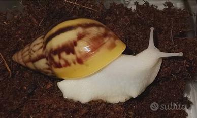 Lumache achatina fulica